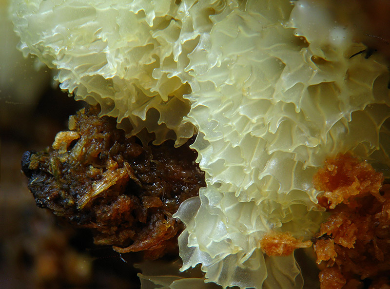 Ceratiomyxa porioides